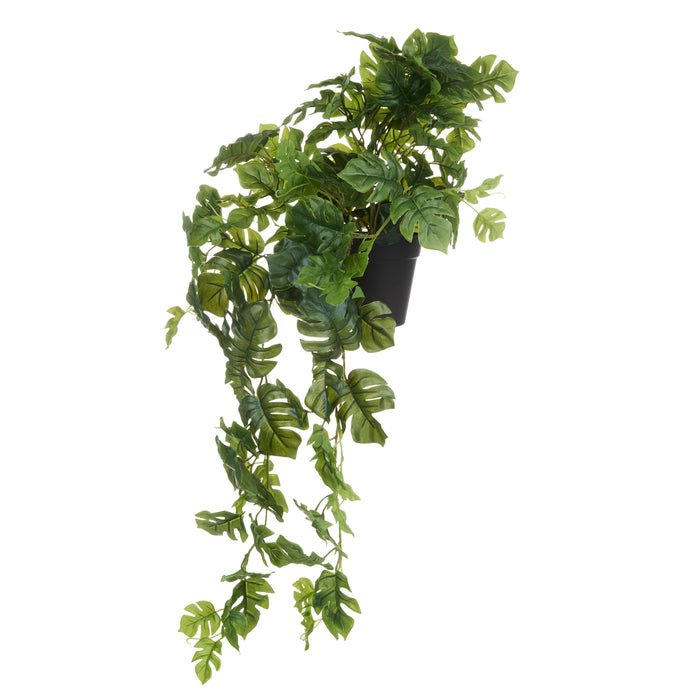 Rogue Monstera Hanging Green