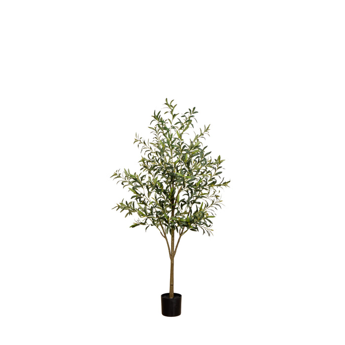 Rogue Olive Tree - Fruitless Green