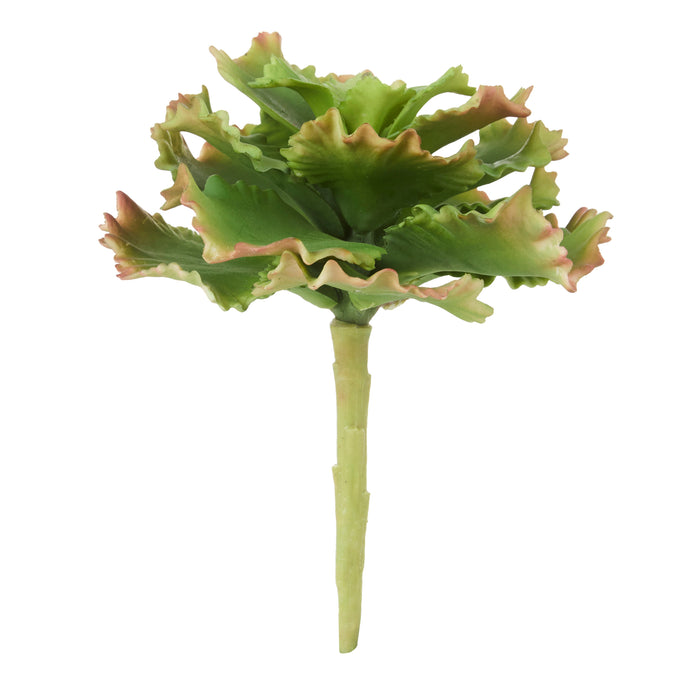 Rogue Cabbage Succulent Green
