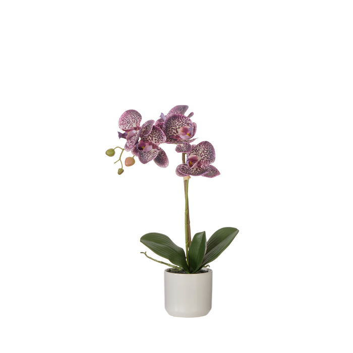 Rogue Phalaenopsis Orchid Pot Purple