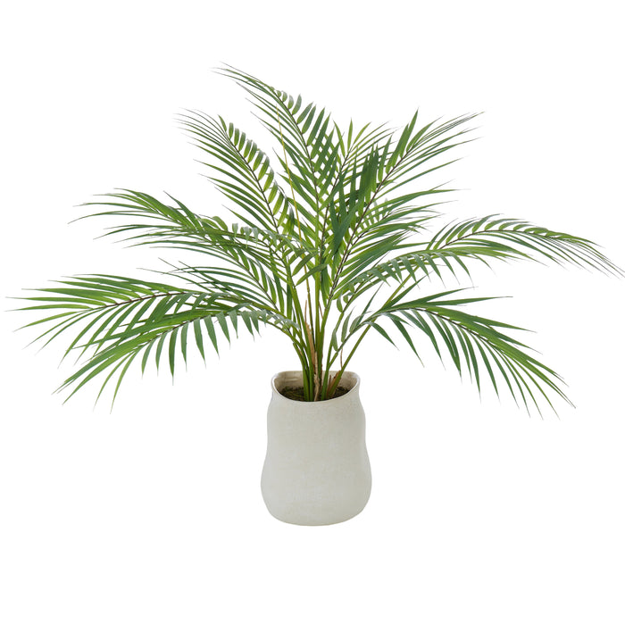 Rogue Phoenix Palm - Maliah Pot Green & Cream