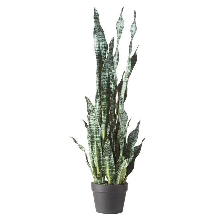 Rogue Sansevieria - Garden Pot Green