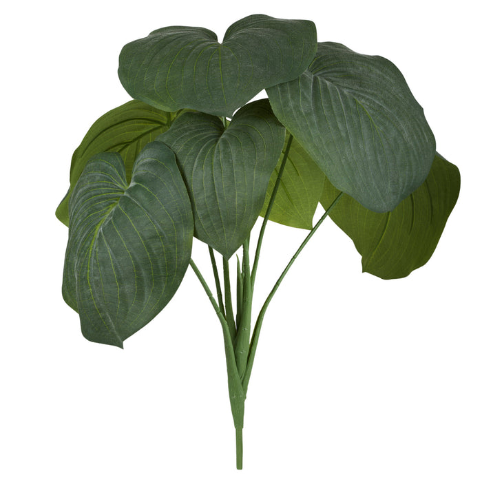 Rogue Hosta Plant Green