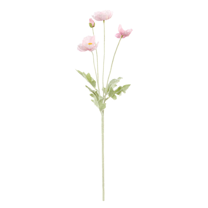 Rogue Poppy Spray Pink