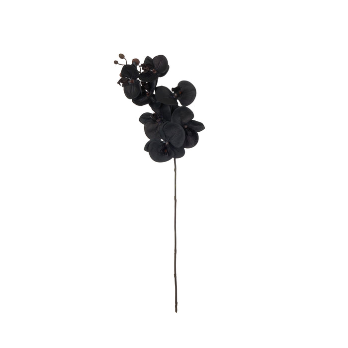 Rogue Phalaenopsis Stem Black