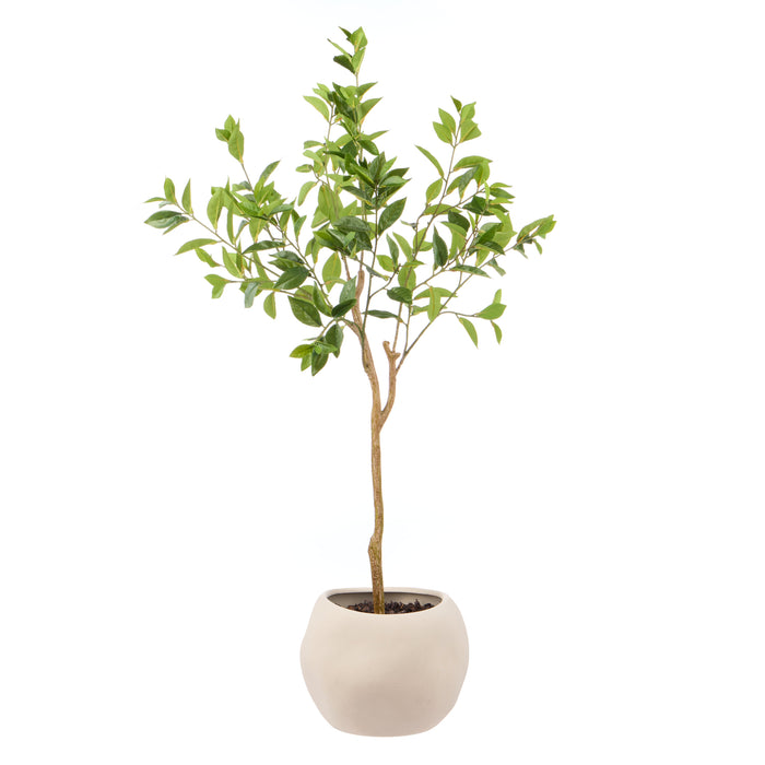 Rogue Ficus - Lyon Organic Bowl Planter Natural