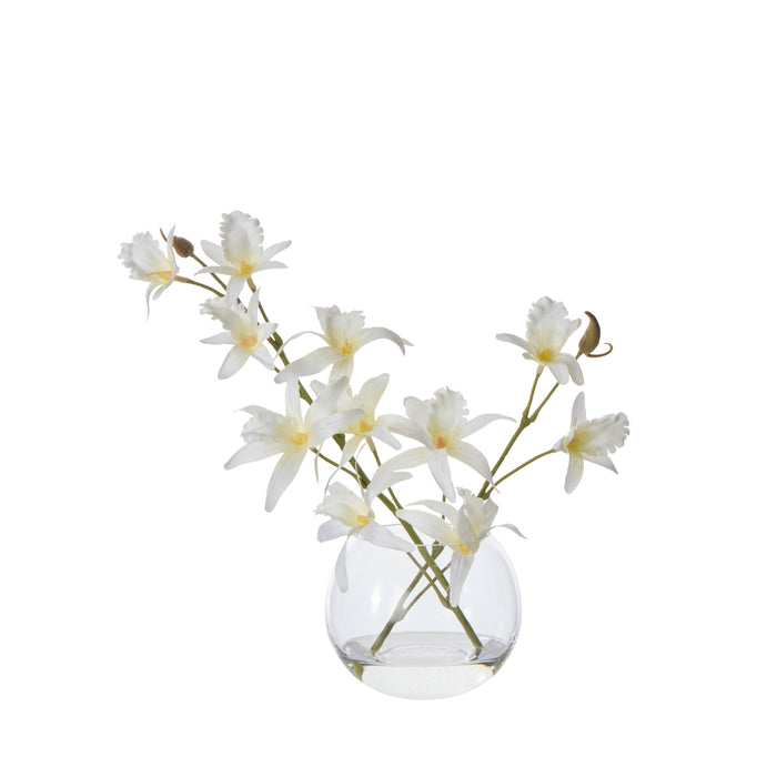 Rogue Dendrobium - Sphere White