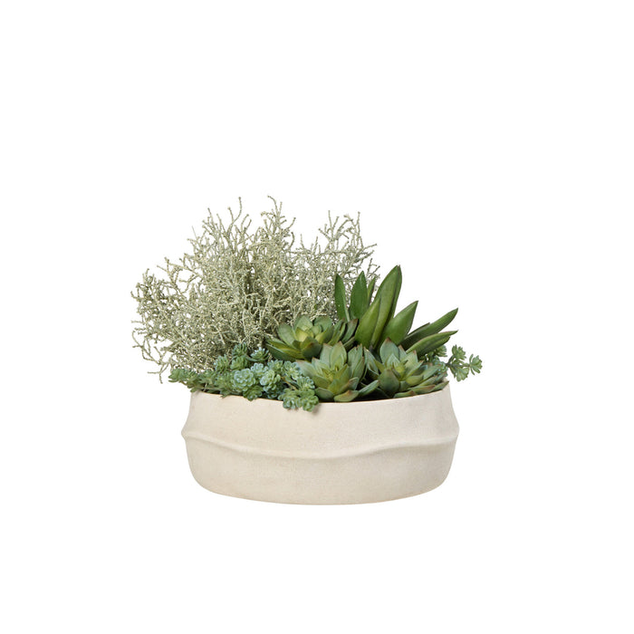 Rogue Echeveria Santolina Mix - Maliah Pot Green
