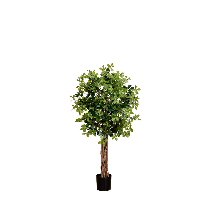 Rogue Banyan Tree - Garden Pot -Green