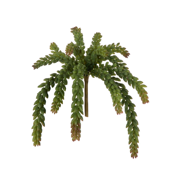 Rogue Burros Tail Succulent Green