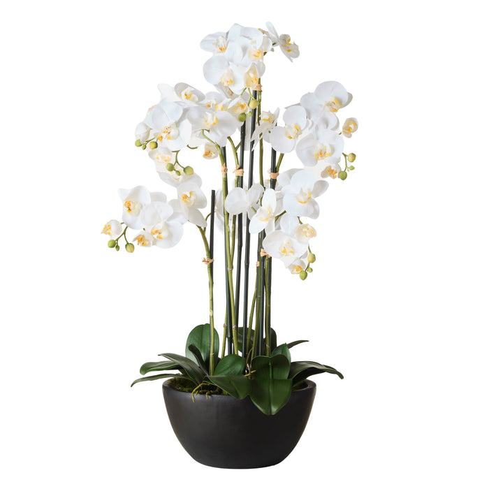 Rogue Phalaenopsis Orchid - Black Pot