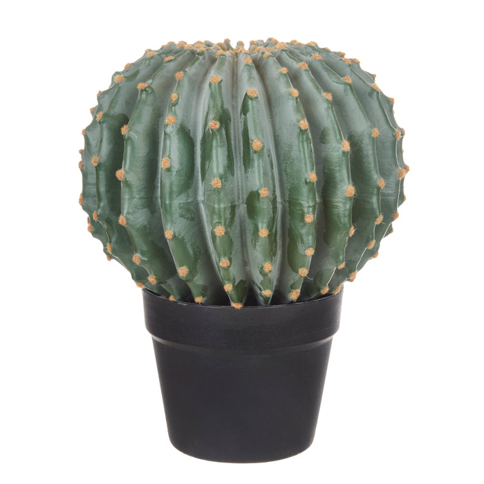 Rogue Barrel Cactus - Garden Pot Green