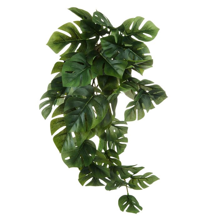 Rogue Monstera Hanging Bush Green