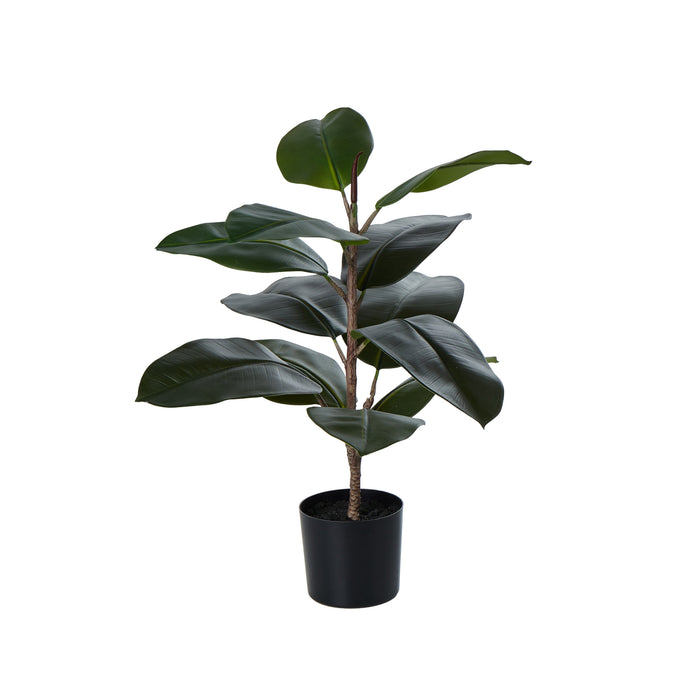 Rogue Rubber Tree Green