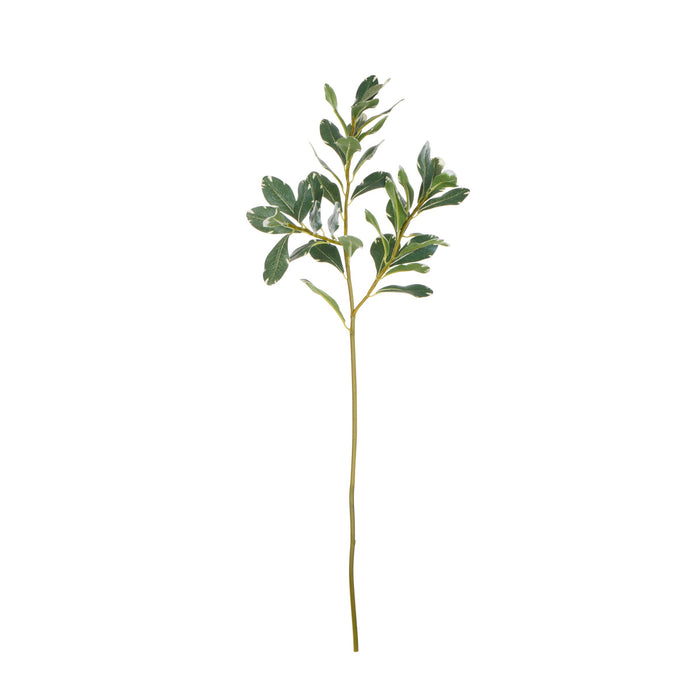 Rogue Pittosporum Spray Variegated