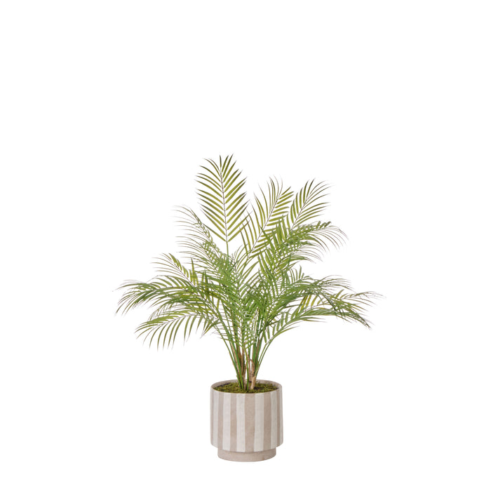 Rogue Palm Tree - Antibes Green