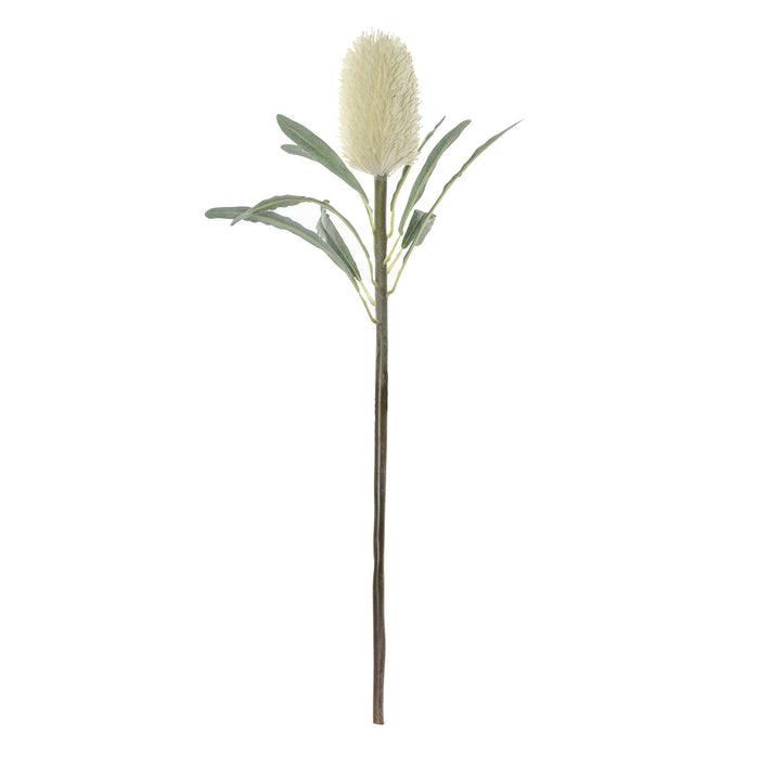 Rogue Banksia Cone Stem Cream