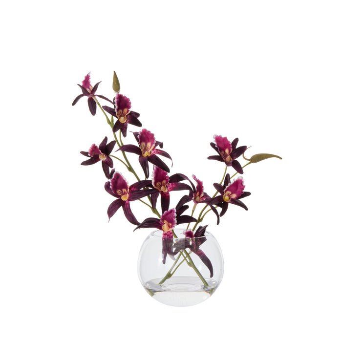 Rogue Dendrobium - Sphere Burgundy