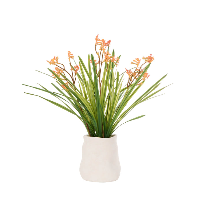 Rogue Kangaroo Paw - Maliah Pot Yellow