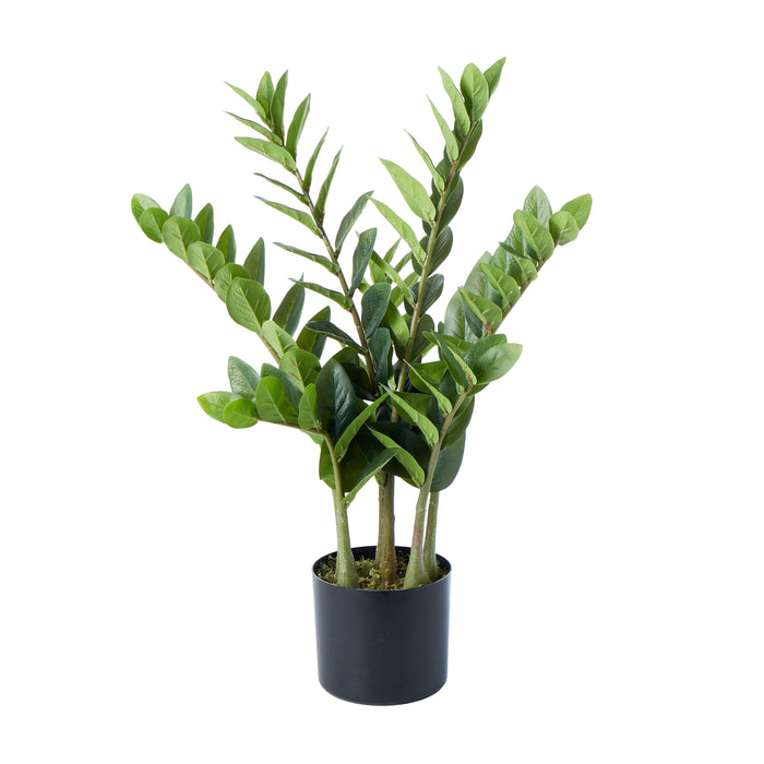 Rogue Zanzibar Gem - Garden Pot Green