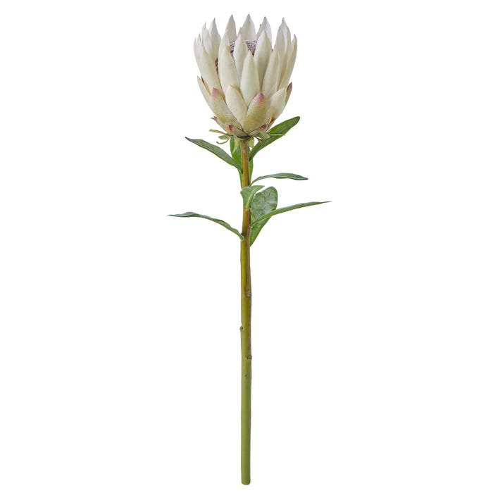 Rogue Protea Spray Cream