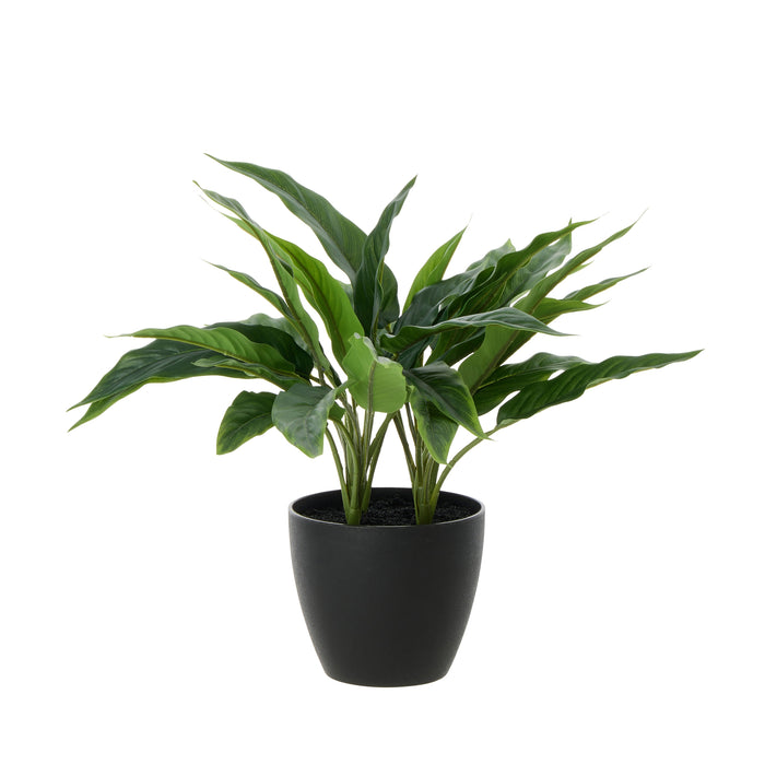 Rogue Sacred Lily Pot Green