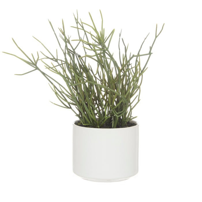 Rogue Mistletoe Cactus Pot Green