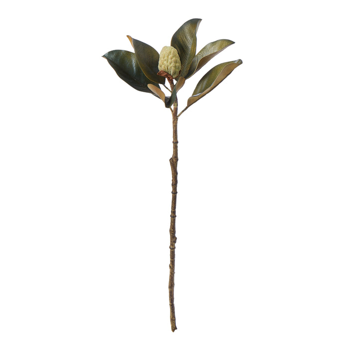 Rogue Magnolia Bud Foliage Green