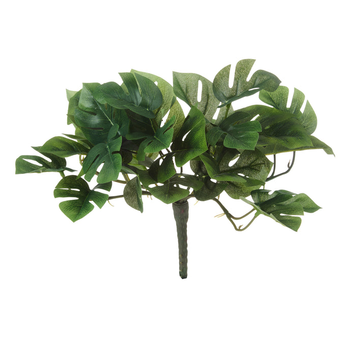 Rogue Monstera Bush Green