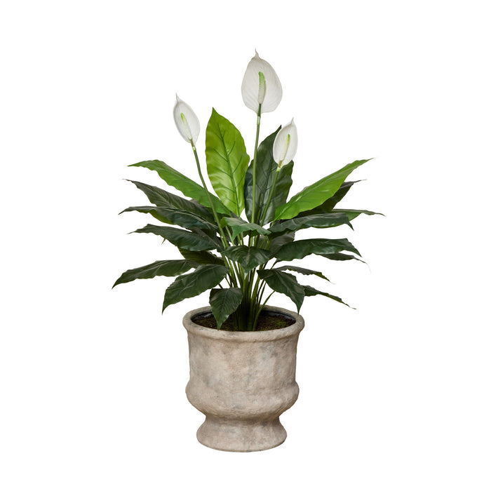 Rogue Peace Lily - Lille Planter Green & White