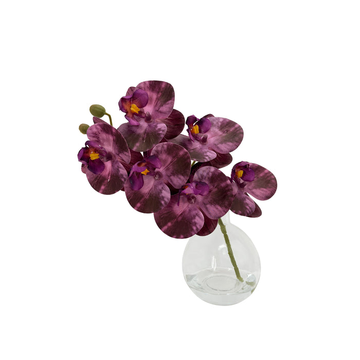 Rogue Phalaenopsis - Glass Vase Purple