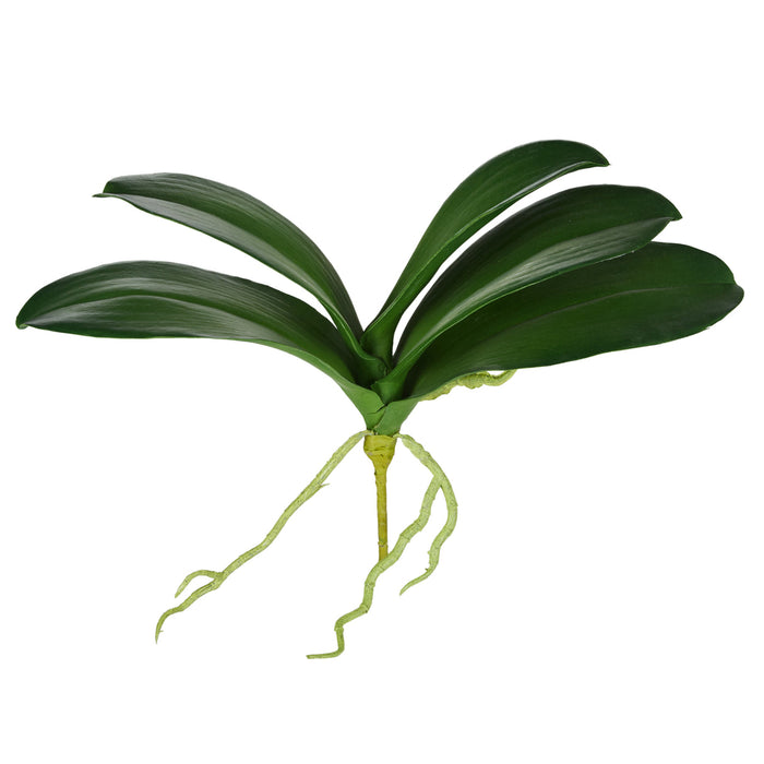 Rogue Phalaenopsis Rooted Foliage Green
