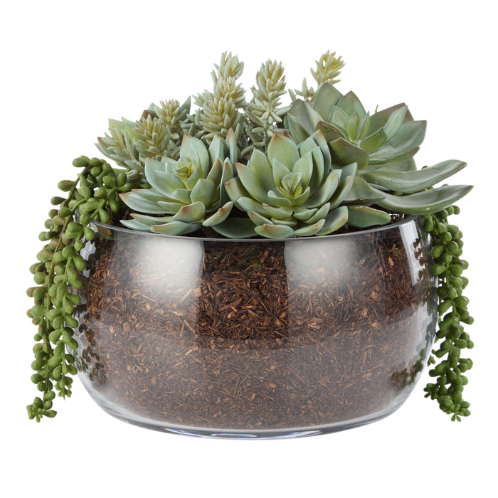Rogue Succulent Mix - Scarlett Bowl Green/Glass