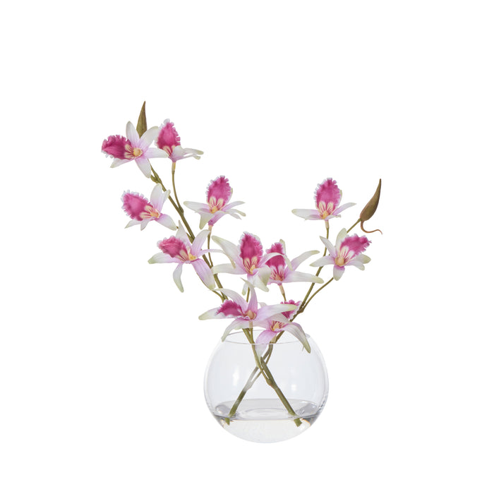 Rogue Dendrobium - Sphere Purple