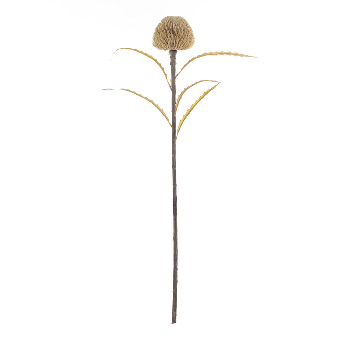 Rogue Dried Look Banksia Dome Stem Beige