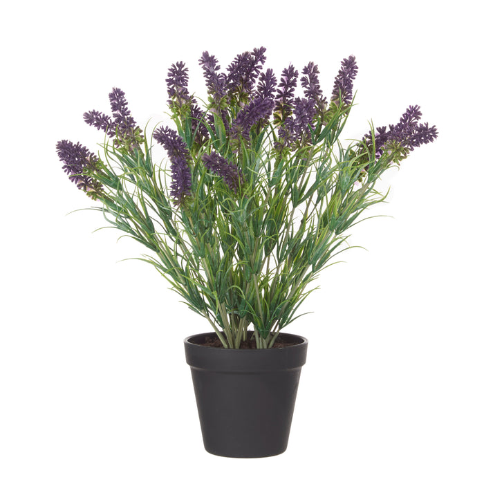 Rogue Lavender Plant - Garden Pot Purple & Green