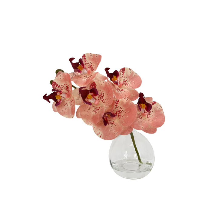 Rogue Phalaenopsis - Glass Vase Pink