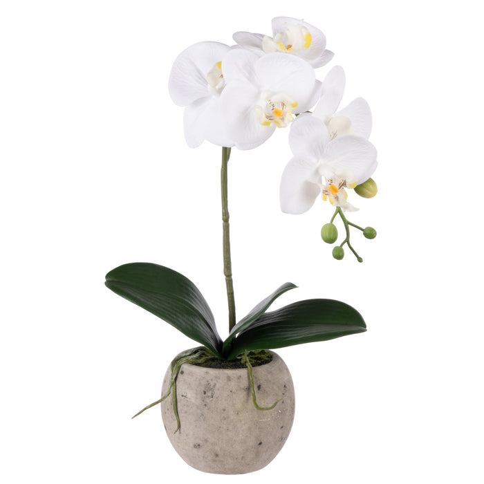 Rogue Phalaenopsis Orchid - Textured Round Pot