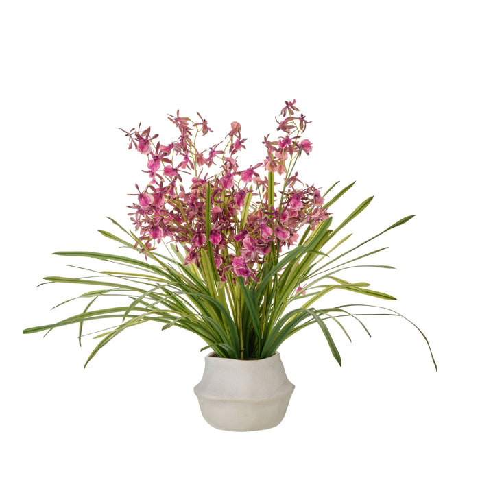 Rogue Dendrobium Plant - Maliah Burgundy & Green