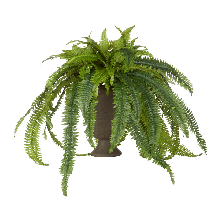 Rogue Boston Fern - Vintage Urn Green