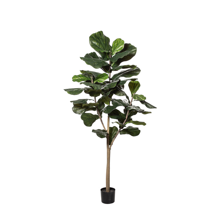 Rogue Fiddle Tree Green