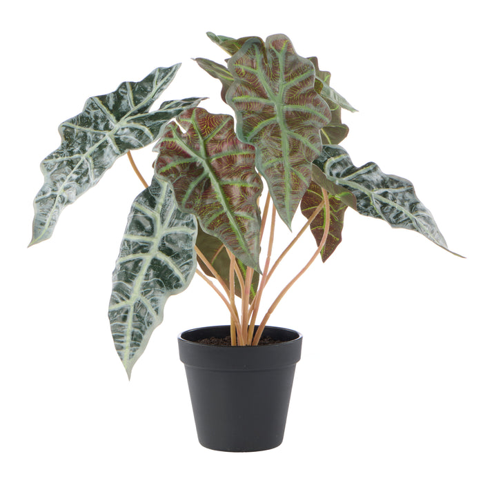 Rogue Alocasia - Garden Pot Green
