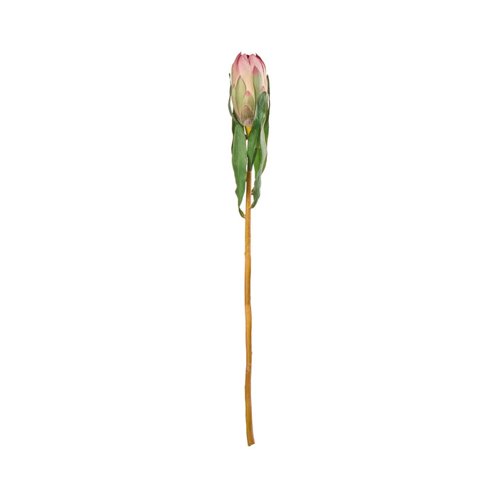 Rogue Protea Princess Stem Pink