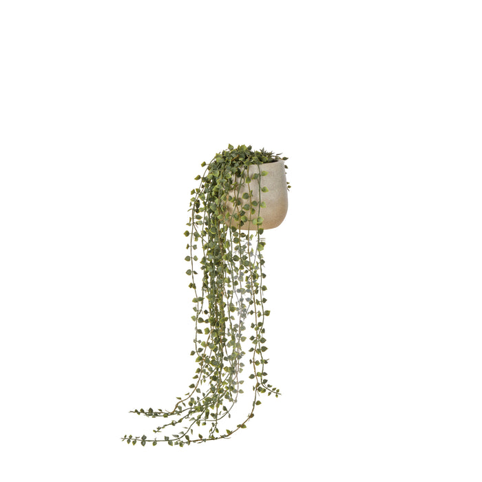 Rogue Million Hearts Plant Green Pot