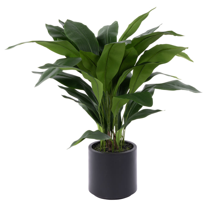 Rogue Cast Iron Plant UV Potted Green