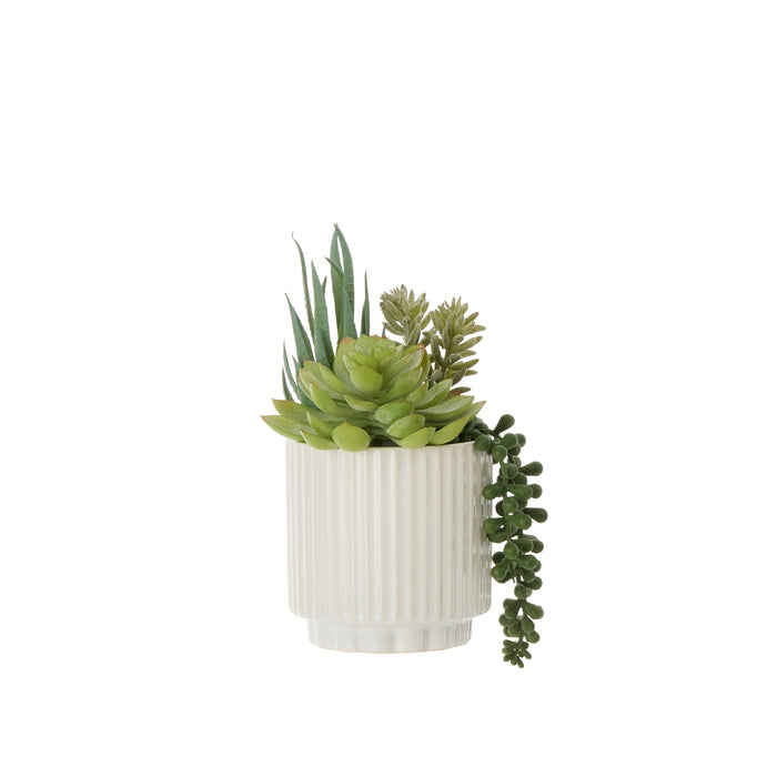 Rogue Aloe Succulent Mix Pot Green & White