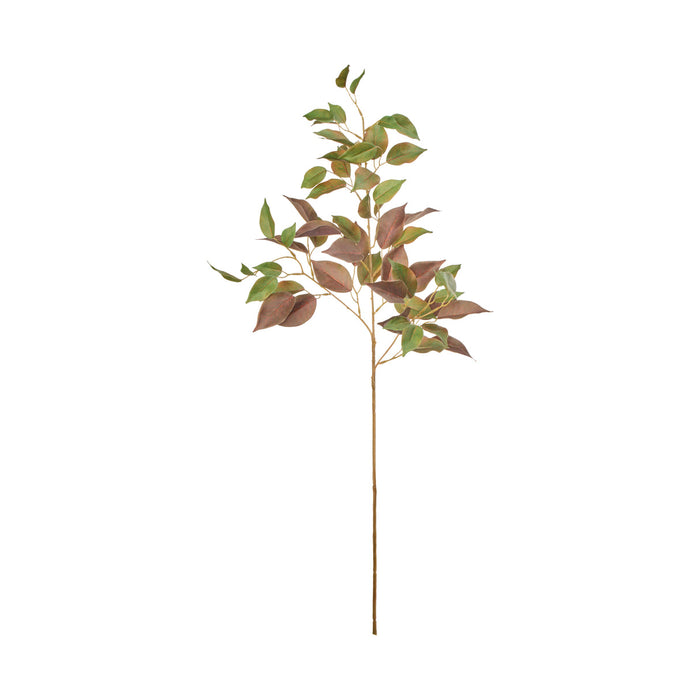 Rogue Ficus Spray Green & Red