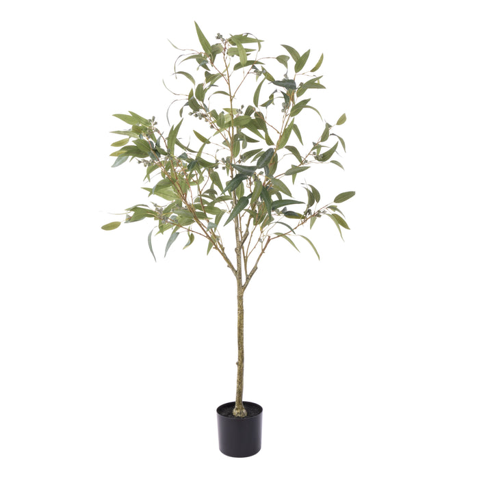 Rogue Eucalyptus Gumnut Tree - Garden Pot Green
