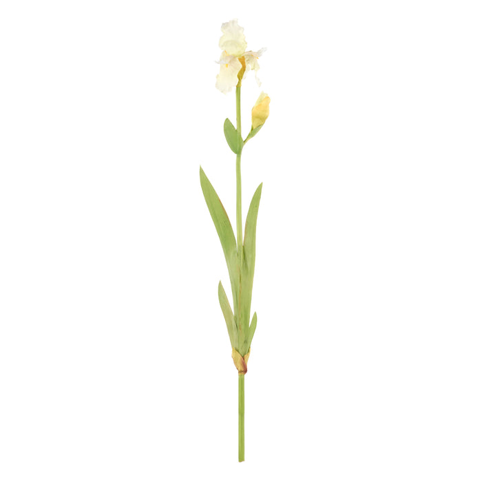 Rogue Bearded Iris White