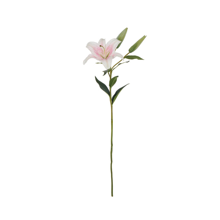 Rogue Casablanca Lily Pink
